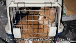 산불때문에 고양이 16마리와 대피한 유튜버 - 악플달면 쩌리쩌려버려 - ＊여성시대＊ 차분한 20대들의 알흠다운 공간 산불때문에 고양이... 