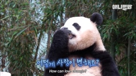 강바오한테 삐졌던 푸바오ㅜㅜ.jpg - 악플달면 쩌리쩌려버려 - ＊여성시대＊ 차분한 20대들의 알흠다운 공간 강바오한테 삐졌던 푸바오ㅜㅜ.jpg