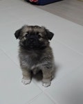 우리 강아지 자랑 한번만 하겠습니다 - 악플달면 쩌리쩌려버려 - ＊여성시대＊ 차분한 20대들의 알흠다운 공간 우리 강아지 자랑 한번만 하겠습니다