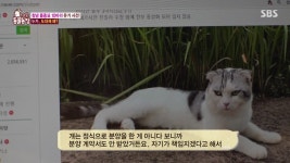 동물농장 오늘자 창녕 품종묘 10마리 유기사건 전말 - 악플달면 쩌리쩌려버려 - ＊여성시대＊ 차분한 20대들의 알흠다운 공간 동물농장 오늘자... 