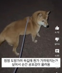밤 12시 산책 중 뭔가를 봐버린 강아지 - 악플달면 쩌리쩌려버려 - ＊여성시대＊ 차분한 20대들의 알흠다운 공간 밤 12시 산책 중 뭔가를 봐버린... 