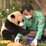 🐼 푸바오가 가진 월드레코드 🐼 - 악플달면 쩌리쩌려버려 - ＊여성시대＊ 차분한 20대들의 알흠다운 공간 🐼 푸바오가 가진 월드레코드 🐼