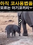 아직 코 사용법을 잘 모르는 아기 코끼리 - 악플달면 쩌리쩌려버려... 차분한 20대들의 알흠다운 공간 아직 코 사용법을 잘 모르는 아기 코끼리