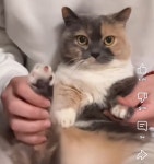 팝핀냥이 + 뱃살냥이 - 악플달면 쩌리쩌려버려 - ＊여성시대＊ 차분한 20대들의 알흠다운 공간 팝핀냥이 + 뱃살냥이