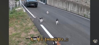 맛있는 밥을 줬더니 친구들을 잔뜩 데려온 대장 고양이 - 악플달면... 알흠다운 공간 맛있는 밥을 줬더니 친구들을 잔뜩 데려온 대장 고양이