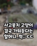 사고뭉치 고양이 결국 가둬둔다는 할머니 - 악플달면 쩌리쩌려버려 - ＊여성시대＊ 차분한 20대들의 알흠다운 공간 사고뭉치 고양이 결국... 
