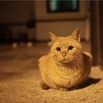 체리필터 낭만고양이 가사 슬픈 달글 - 인스티즈(instiz) 이슈 카테고리 체리필터 낭만고양이 가사  슬픈 달글