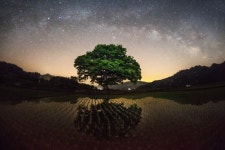 이제는 죽은나무인 원정리 느티나무 보호수 - 악플달면 쩌리쩌려버려 - ＊여성시대＊ 차분한 20대들의 알흠다운 공간 이제는 죽은나무인 원정리... 