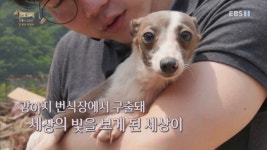 [세상에 나쁜 개는 없다] 강아지 공장에서 구조되어 설채현 전문가에게 입양된 ‘세상이’ 근황 - 악플달면 쩌리쩌려버려 - ＊여성시대＊ 차분한... 