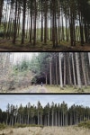 당연히 숲=산이라고 생각하는 한국인들.twt - 악플달면 쩌리쩌려버려... 20대들의 알흠다운 공간 당연히 숲=산이라고 생각하는 한국인들.twt