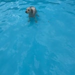 익명 기념 우리집 강아지 유기견 보호소에서 데려온 당일날-＞ 후 비교샷ㅋㅋ - 악플달면 쩌리쩌려버려 - ＊여성시대＊ 차분한 20대들의 알흠다운... 