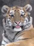눈이 억울하게 생긴 아기 호랑이 설호 🐯 - 악플달면 쩌리쩌려버려... 차분한 20대들의 알흠다운 공간 눈이 억울하게 생긴 아기 호랑이 설호 🐯