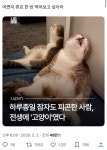 하루종일 잠자도 피곤한 사람, 전생에 고양이였다 - 악플달면 쩌리쩌려버려 - ＊여성시대＊ 차분한 20대들의 알흠다운 공간 하루종일 잠자도... 