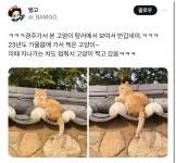 경주의 랜드마크 유명 고양이 - 악플달면 쩌리쩌려버려 - ＊여성시대＊ 차분한 20대들의 알흠다운 공간 경주의 랜드마크 유명 고양이