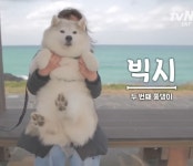 설채현X가비의 다이어트하개에 출연한 뚱댕이들 - 악플달면... 차분한 20대들의 알흠다운 공간 설채현X가비의 다이어트하개에 출연한 뚱댕이들