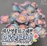 색감 영롱하고 예쁜 오로라장미 - 악플달면 쩌리쩌려버려 - ＊여성시대＊ 차분한 20대들의 알흠다운 공간 색감 영롱하고 예쁜 오로라장미