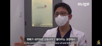 자기 좀 살려달라고 강아지 친구를 찾아온 누렁이.. 그 후 일어난 일 - 악플달면 쩌리쩌려버려 - ＊여성시대＊ 차분한 20대들의 알흠다운 공간... 