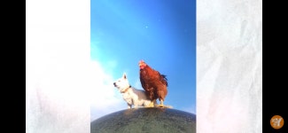 [궁금한이야기Y] 도심 속 새벽 꼬끼오 소동(닭 사진 있음) - 악플달면 쩌리쩌려버려 - ＊여성시대＊ 차분한 20대들의 알흠다운 공간... 
