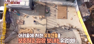 동물농장 염산테러 당했던 강쥐 포천이 최근 근황 : 입양! .jpg... 알흠다운 공간 동물농장 염산테러 당했던 강쥐 포천이 최근 근황 : 입양! .jpg