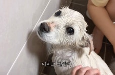 농장에 찾아온 주인없는 강아지 (짱귀여움) - 악플달면 쩌리쩌려버려 - ＊여성시대＊ 차분한 20대들의 알흠다운 공간 농장에 찾아온 주인없는... 