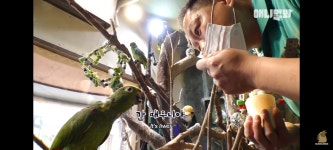 앵무새가 왜 앵무새인지 알게 해주는 영상(졸귀탱) - 악플달면 쩌리쩌려버려 - ＊여성시대＊ 차분한 20대들의 알흠다운 공간 앵무새가 왜... 