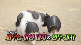 [슈돌] 돼지를 만난 돼끼 하영이 (연우x하영 이번주 예고) - 악플달면... 알흠다운 공간 [슈돌] 돼지를 만난 돼끼 하영이 (연우x하영 이번주 예고)