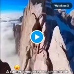 산양이 산양인 이유 - 악플달면 쩌리쩌려버려 - ＊여성시대＊ 차분한 20대들의 알흠다운 공간 산양이 산양인 이유