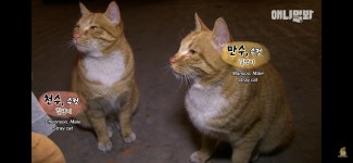 찜질 고양이 선생.jpg - 악플달면 쩌리쩌려버려 - ＊여성시대＊ 차분한 20대들의 알흠다운 공간 찜질 고양이 선생.jpg