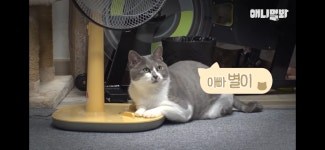 [동물농장] 밤마다 벌어지는 she.. 테러의 범인 - 악플달면... 차분한 20대들의 알흠다운 공간 [동물농장] 밤마다 벌어지는 she.. 테러의 범인