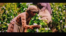 나 흑인 노예인데 농장에서 목화를 계속 다 불태운다…. - 악플달면 쩌리쩌려버려 - ＊여성시대＊ 차분한 20대들의 알흠다운 공간 나 흑인... 