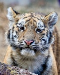 눈이 억울하게 생긴 아기 호랑이 설호 🐯 - 악플달면 쩌리쩌려버려... 차분한 20대들의 알흠다운 공간 눈이 억울하게 생긴 아기 호랑이 설호 🐯