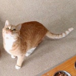 [매탈남] 이렇게 콧구멍 큰 고양이 처음봄 - 악플달면 쩌리쩌려버려 - ＊여성시대＊ 차분한 20대들의 알흠다운 공간 [매탈남] 이렇게 콧구멍 큰... 