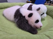 이제 인형보다 커진 포바오 🐼 .jpg - 악플달면 쩌리쩌려버려... 차분한 20대들의 알흠다운 공간 이제 인형보다 커진 포바오 🐼 .jpg