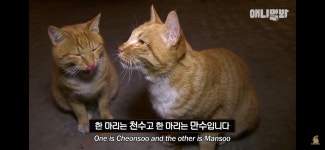 찜질 고양이 선생.jpg - 악플달면 쩌리쩌려버려 - ＊여성시대＊ 차분한 20대들의 알흠다운 공간 찜질 고양이 선생.jpg