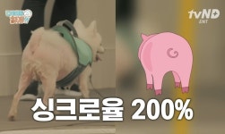 설채현X가비의 다이어트하개에 출연한 뚱댕이들 - 악플달면... 차분한 20대들의 알흠다운 공간 설채현X가비의 다이어트하개에 출연한 뚱댕이들