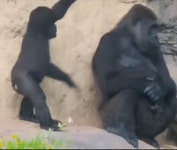 더쿠 - 고릴라도 육아는 어려움.gif