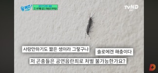곤충 박사가 알려주는 러브버그 못 오게 하는 법 - 악플달면... 차분한 20대들의 알흠다운 공간 곤충 박사가 알려주는 러브버그 못 오게 하는 법
