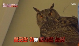 오늘자 손에 땀을 쥐게 만든 동물농장 추격전.gif - 악플달면... 차분한 20대들의 알흠다운 공간 오늘자 손에 땀을 쥐게 만든 동물농장 추격전.gif