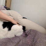 고양이 궁디팡팡 받을때 까치발 하듯이 뒷다리 드는거 존나 귀여움.gif... 고양이 궁디팡팡 받을때 까치발 하듯이 뒷다리 드는거 존나 귀여움....