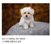 언니 나 사랑하는 개가 생겼어... 그 오빠랑 결혼하고 싶어 - 악플달면... 알흠다운 공간 언니 나 사랑하는 개가 생겼어... 그 오빠랑 결혼하고 싶어