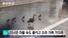 오리 가족 편도 3차선 도로 무단횡단 - 악플달면 쩌리쩌려버려 - ＊여성시대＊ 차분한 20대들의 알흠다운 공간 오리 가족 편도 3차선 도로... 