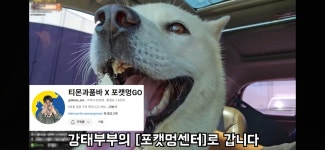 수해현장에서 구조 된 강아지 메리는 포캣멍센터로 갑니다 - 악플달면... 알흠다운 공간 수해현장에서 구조 된 강아지 메리는 포캣멍센터로 갑니다