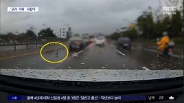 오리 가족 편도 3차선 도로 무단횡단 - 악플달면 쩌리쩌려버려 - ＊여성시대＊ 차분한 20대들의 알흠다운 공간 오리 가족 편도 3차선 도로... 