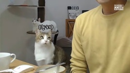 고양이 젤리냄새가 좋은 이유+고양이 밥상머리 교육하기(feat. 수의사... 젤리냄새가 좋은 이유+고양이 밥상머리 교육하기(feat. 수의사 미야옹철)