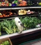 자기 너무 덥다며 냉장고 야채칸에 쏘옥 들어가버린 무개념 마트... 덥다며 냉장고 야채칸에 쏘옥 들어가버린 무개념 마트 알바생(?) 고양이