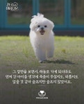 천국보다 아름다운에 나온 댕댕이들은 어디서 왔을까? - 악플달면... 알흠다운 공간 천국보다 아름다운에 나온 댕댕이들은 어디서 왔을까?