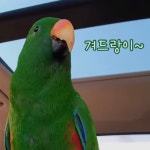 앵무새의 겨드랑이 자랑 - 악플달면 쩌리쩌려버려 - ＊여성시대＊ 차분한 20대들의 알흠다운 공간 앵무새의 겨드랑이 자랑