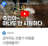 강아지, 고양이도 선풍기 바람을 시원해할까? (시원하다고 함!!) - 악플달면 쩌리쩌려버려 - ＊여성시대＊ 차분한 20대들의 알흠다운 공간 강아지... 