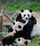 삼단합체 판다 아루후 - 악플달면 쩌리쩌려버려 - ＊여성시대＊ 차분한 20대들의 알흠다운 공간 삼단합체 판다 아루후