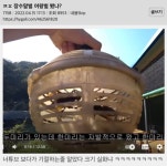 장수말벌 여왕벌 봄?? - 악플달면 쩌리쩌려버려 - ＊여성시대＊ 차분한 20대들의 알흠다운 공간 장수말벌 여왕벌 봄??